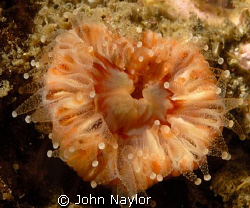 devonshire cup coral.1to1 taken at St. Abbs. by John Naylor 